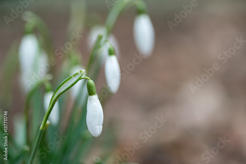 Snowdrop spring flowers close-up macro with selective focus photo