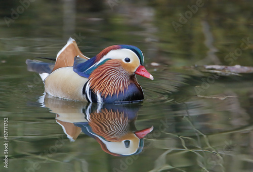 Mandarin duck (Aix galericulata) male swimming in water with reflection photo