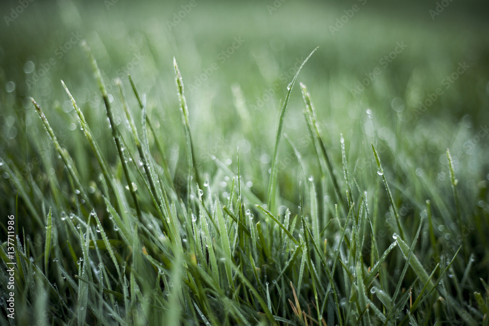 Dew on Grass in Morning