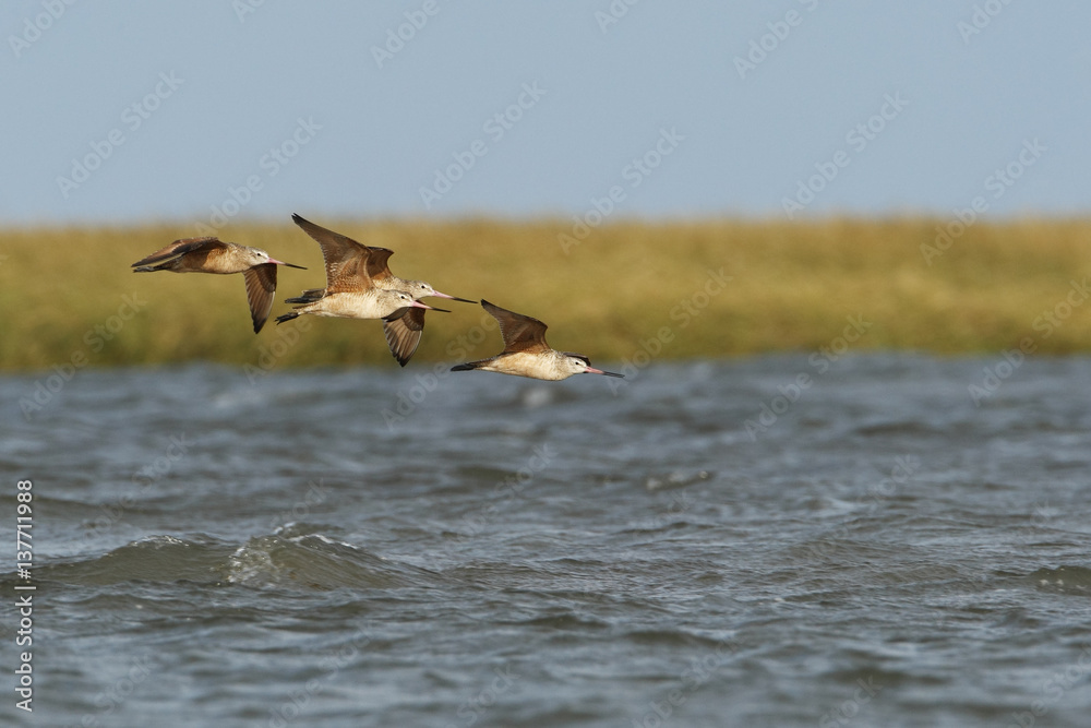Fototapeta premium Marbled godwit (Limosa fedoa) small flock flying by, Bolivar Peninsula, Texas, USA