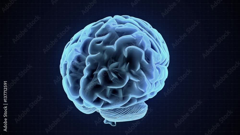 Human brain loop rotation 3d Human brain loop rotation 3d