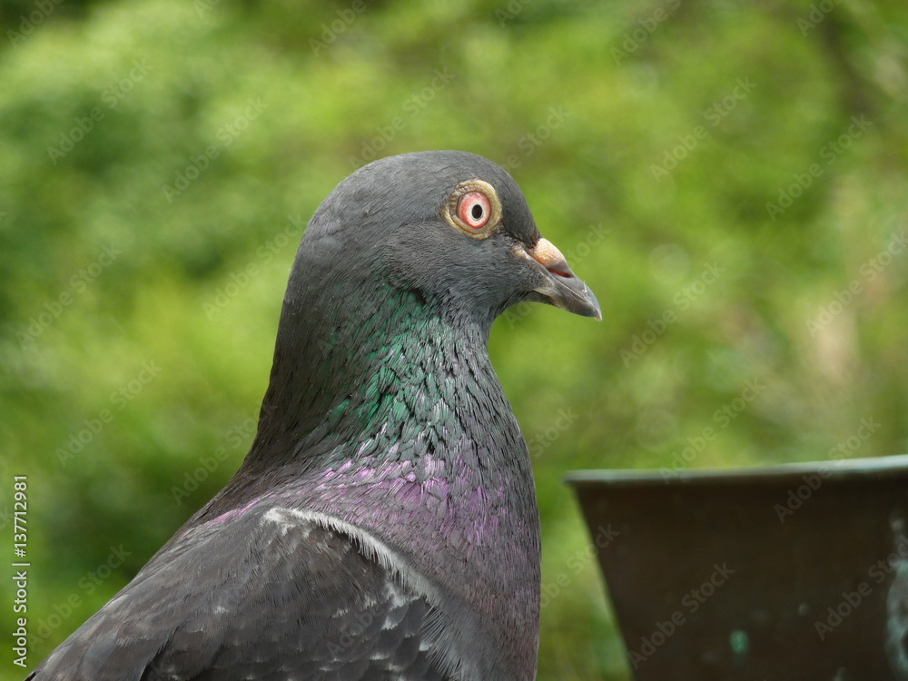 鳩の顔(山口県) 鳩の顔(山口県)