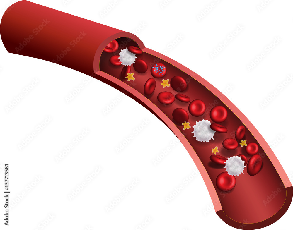 Section of a human red and white blood cell. Stock Illustration Biology Diagrams