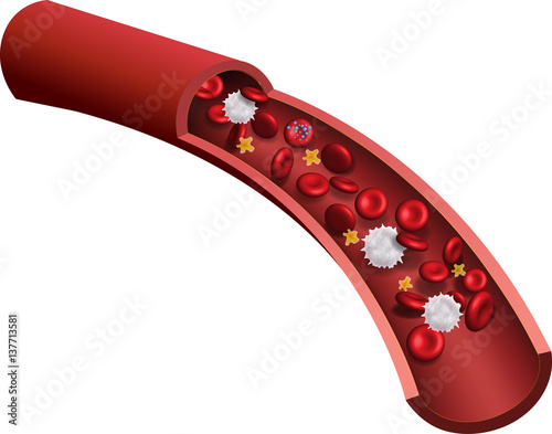 Section of a human red and white blood cell. 