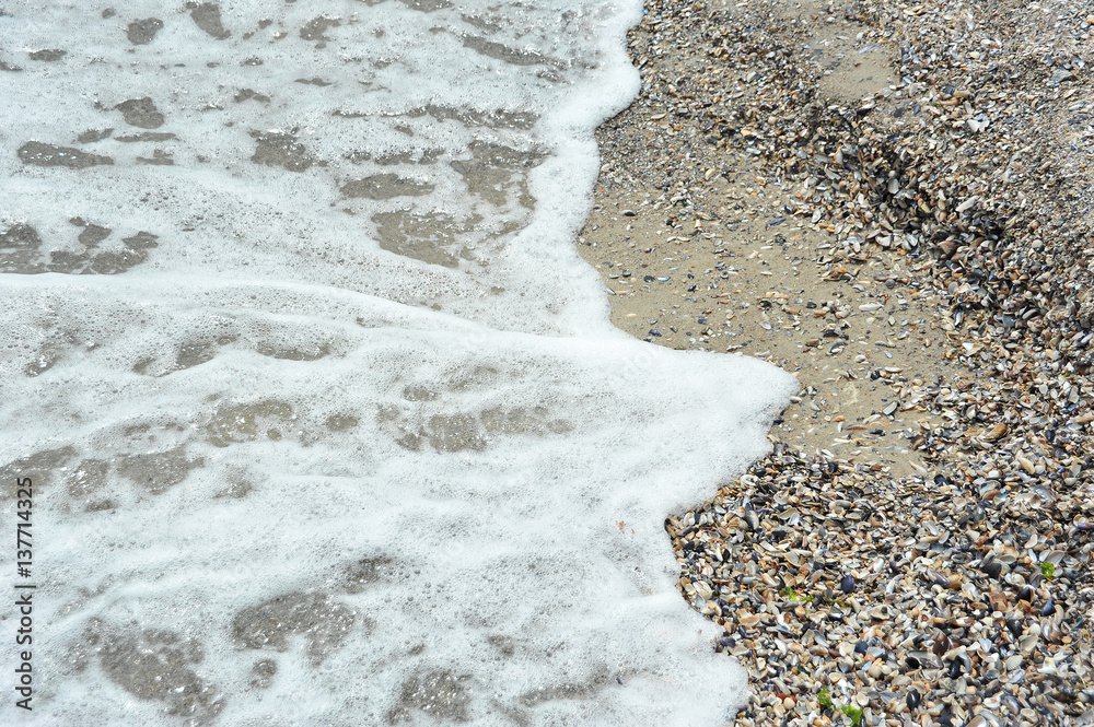Fototapeta premium Sea surf and shell