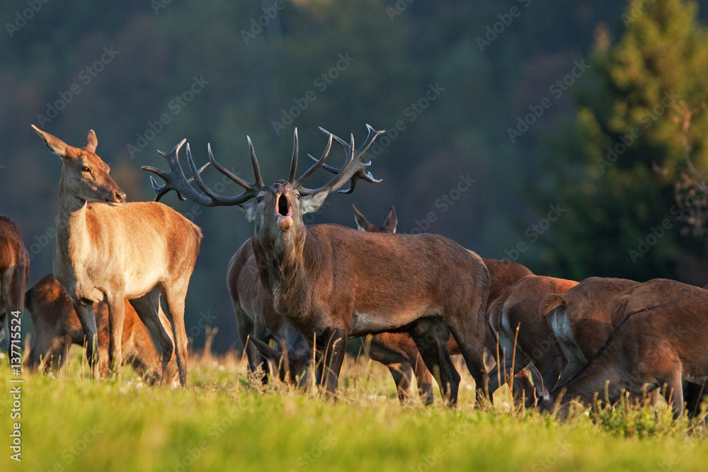 Fototapeta premium red deer, cervus elaphus, Czech republic