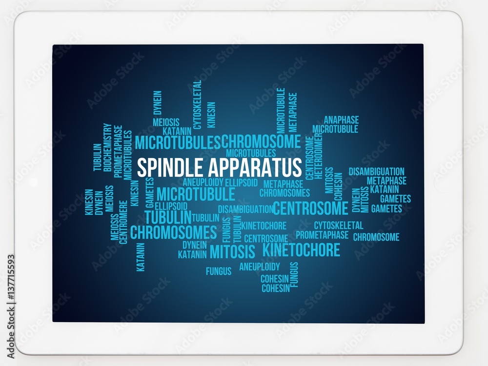 Spindle apparatus Spindle apparatus