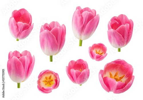 Set of tulip buds in different camera angles isolated on white background  elements for design collage  variety of views