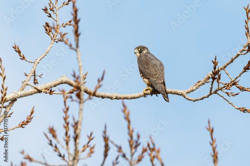 a Peregrine falcon