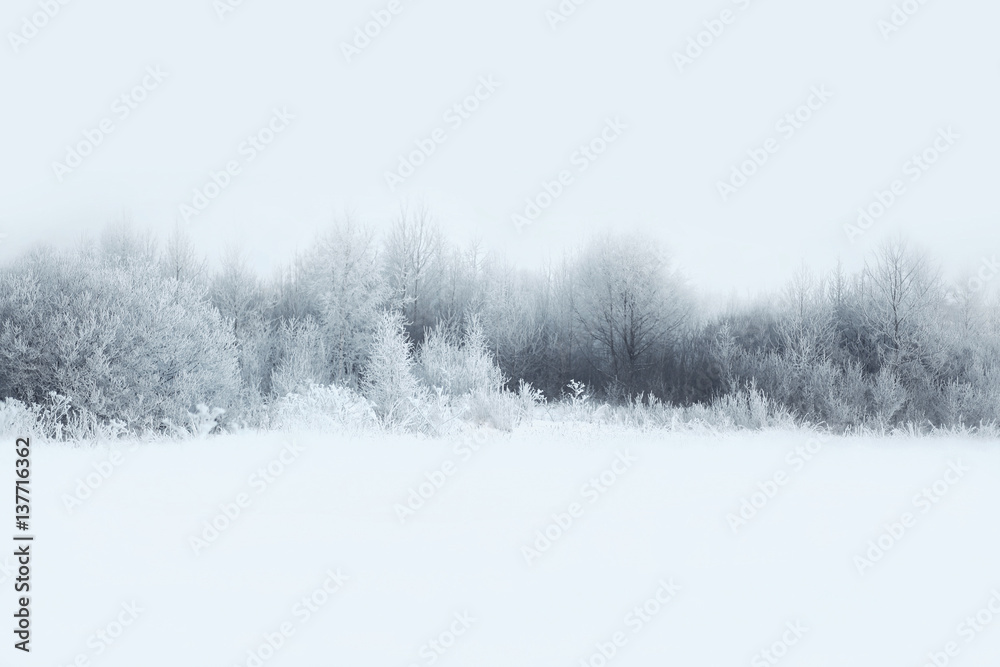 Naklejka premium Beautiful winter forest landscape, trees covered with snow