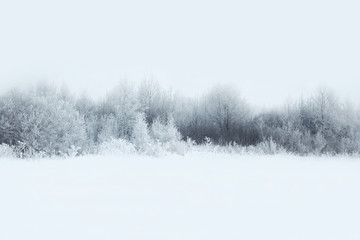 Fototapete Bäume Verschneite Bäume im Winterwald  © guas