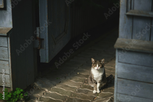 gray, white and brown cat on the street near the blue and grey wooden door in the summer on a stone path on a sunny day blinks