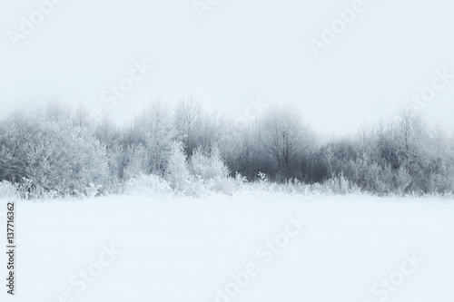 Beautiful winter forest landscape, trees covered with snow © guas
