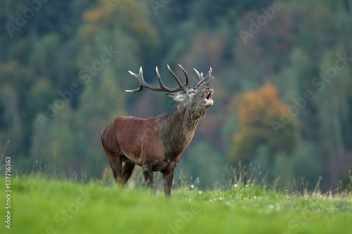 red deer  cervus elaphus  Czech republic
