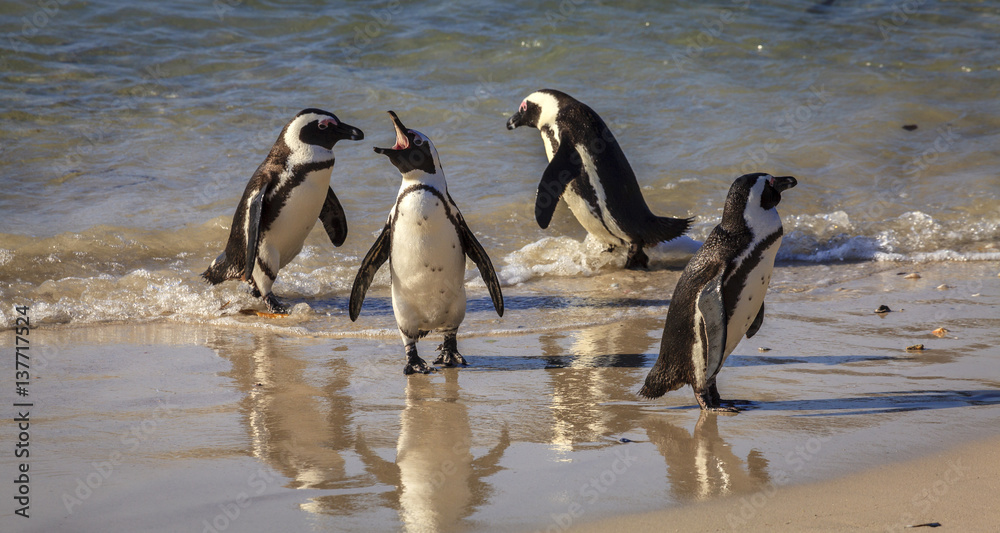 Naklejka premium Boulder Beach