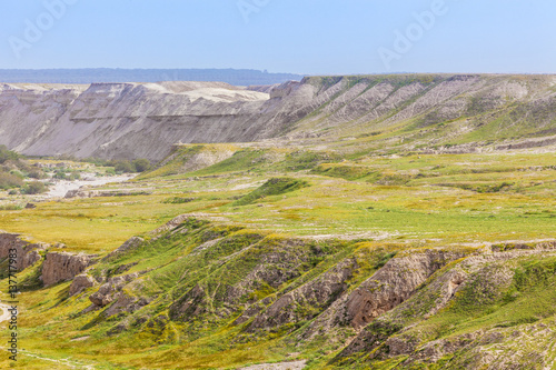 Dry arid desert slopes covered with lush green vegetation at spring time 