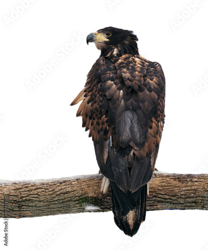 Eagle at the branch looking back isolated at white