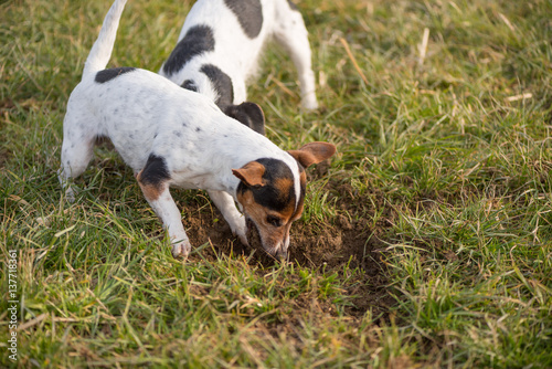 Hund gräbt - Jack Russell Terrier - 10 Jahre alt