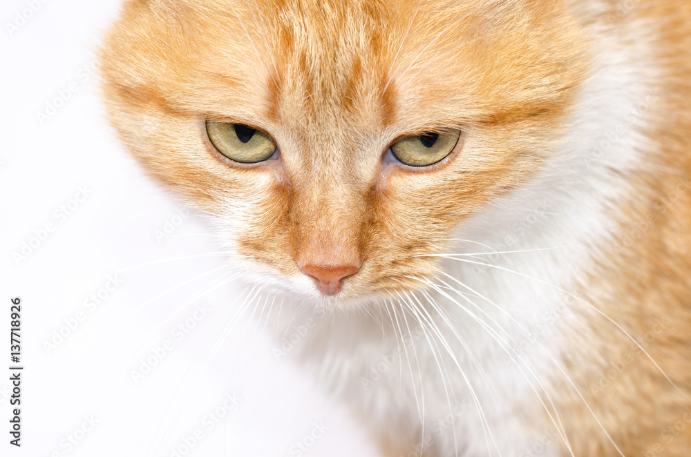Beautiful red cat on a light background
