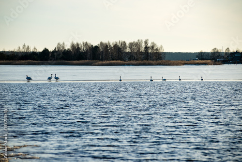 early swans on a thin ice