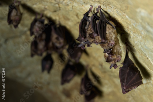 Pack of Cave Bats