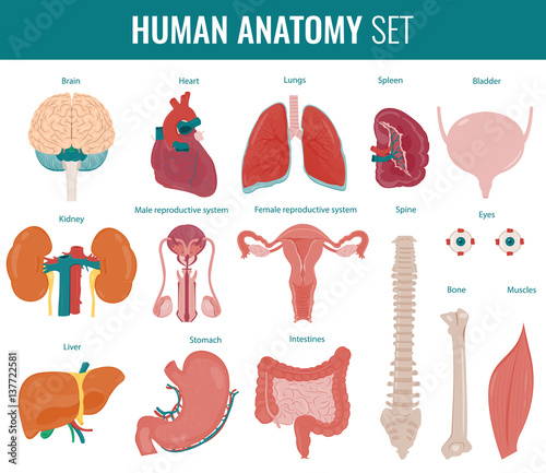 Human internal organs. Anatomy set. Vector