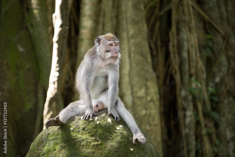 Funny monkey sitting on stone