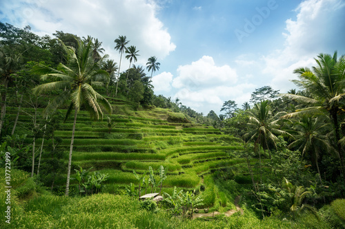 Terrace rice fields in the morning, Ubud, Bali