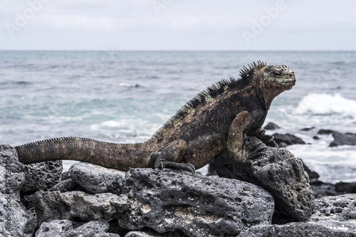 marine Iguana at the beach
