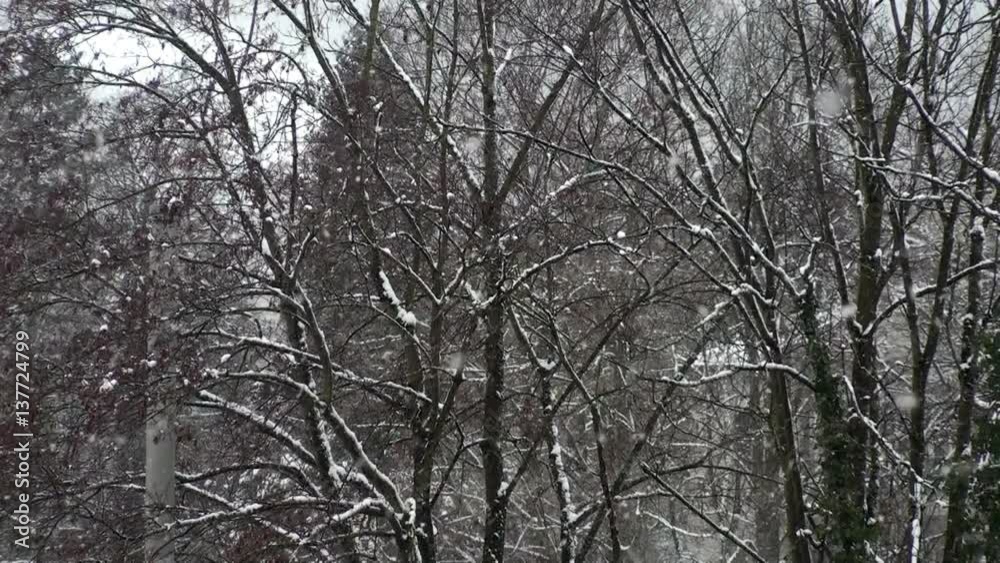 Snowfall in winter with trees