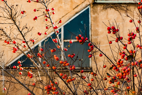 Tasty fruits among urban atmosphere