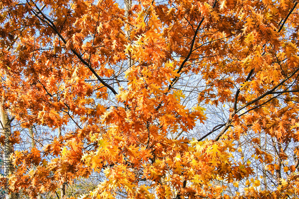Crown red oak (Quercus rubra) or Northern oak (Quercus Borealis) in the fall Crown red oak (Quercus rubra) or Northern oak (Quercus Borealis) in the fall
