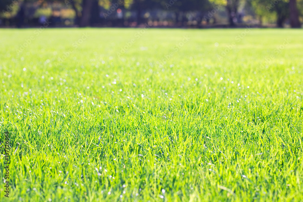 sunny lawn in the park sunny lawn in the park