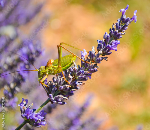 A locust on a lavender flower.Provence. photo