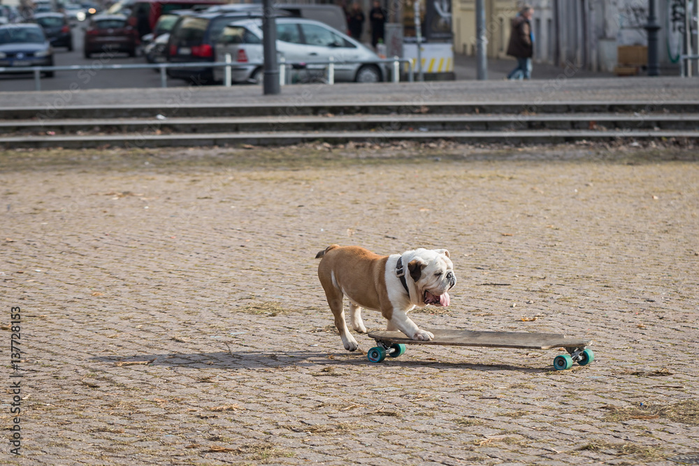 Skateboardfahrender Hund