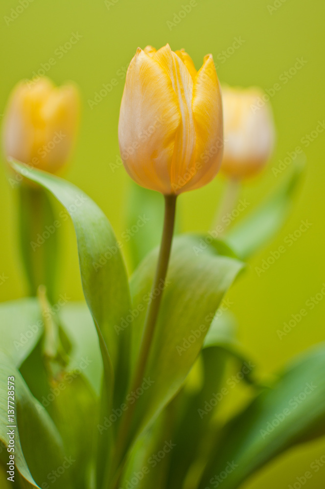 Tulipan
