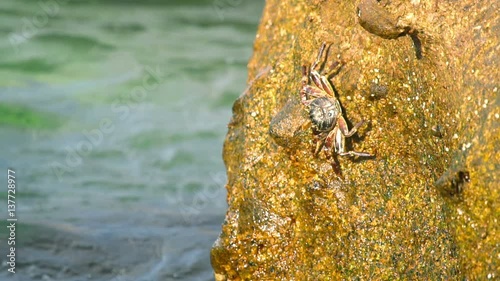 Crabs and rockskippers on the rock at the beach photo