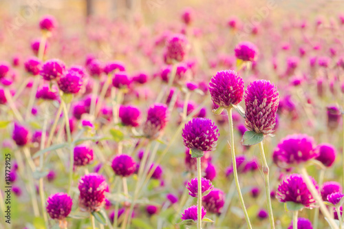 Purple amaranth flower in the garden with sunlight fair © saelim