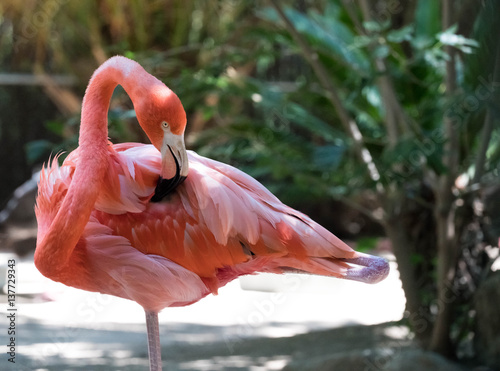 Flamingo Balanced on One Leg