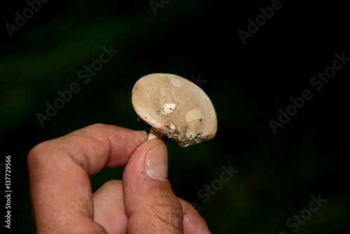 Hand picking mushroom