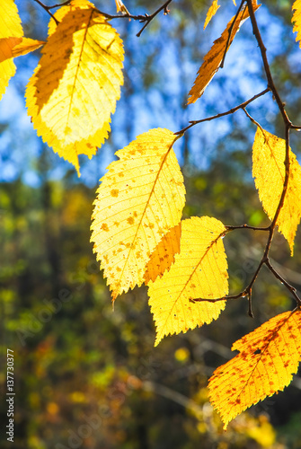 Yellowed leaves of Elm (Ulmus) in the fall lit by the sun