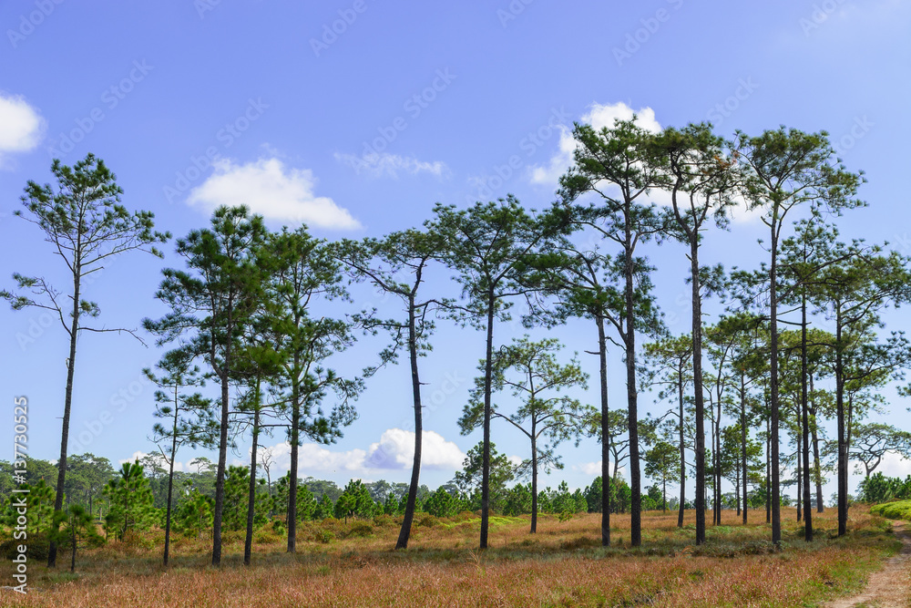 Pine forest landscape. Pine forest landscape.