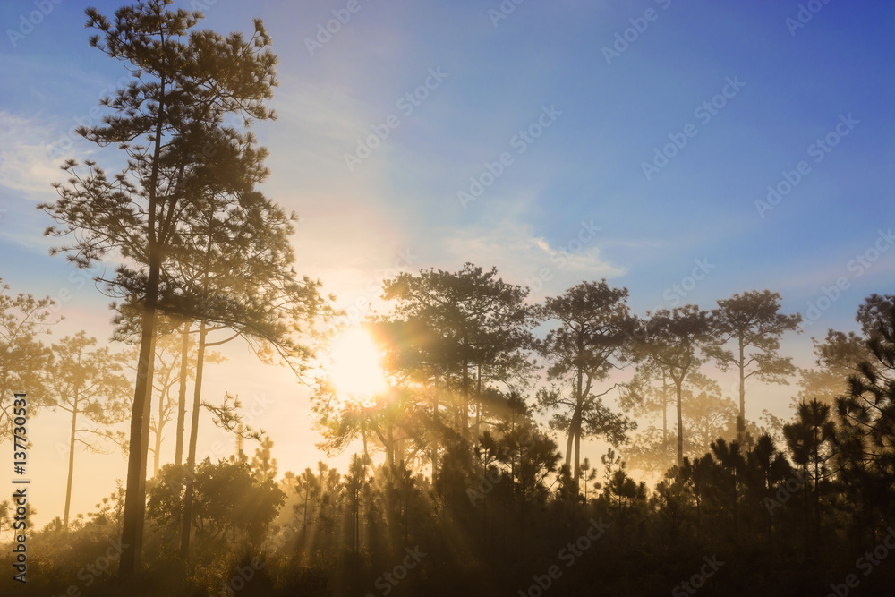 Forest fog in the morning.