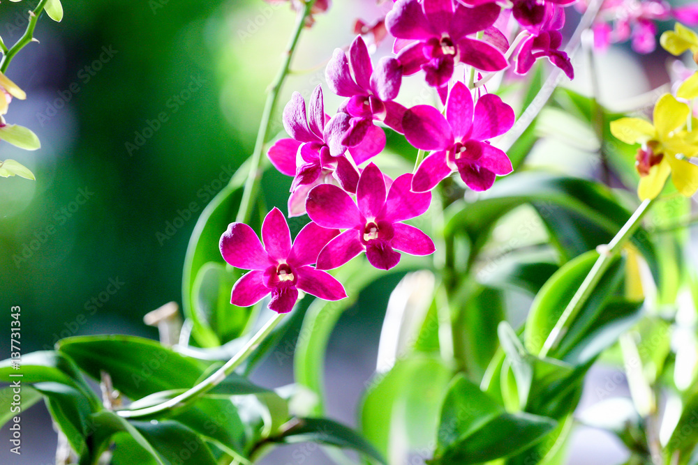 Obraz premium orchid