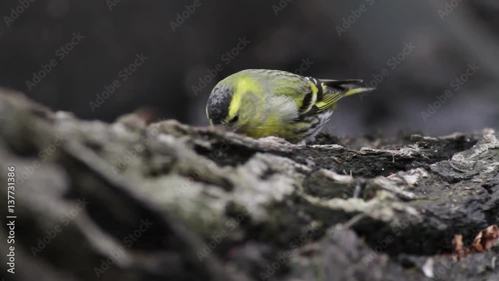 Eurasian siskin on tree