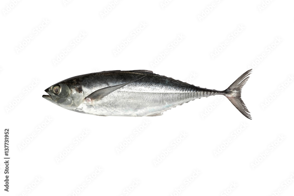 torpedo scad (Finny scad, Finletted mackerel scad) isolated on white torpedo scad (Finny scad, Finletted mackerel scad) isolated on white