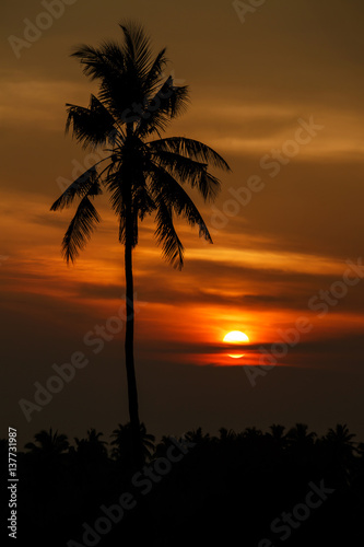 silhouette coconut tree in foreground during sunset