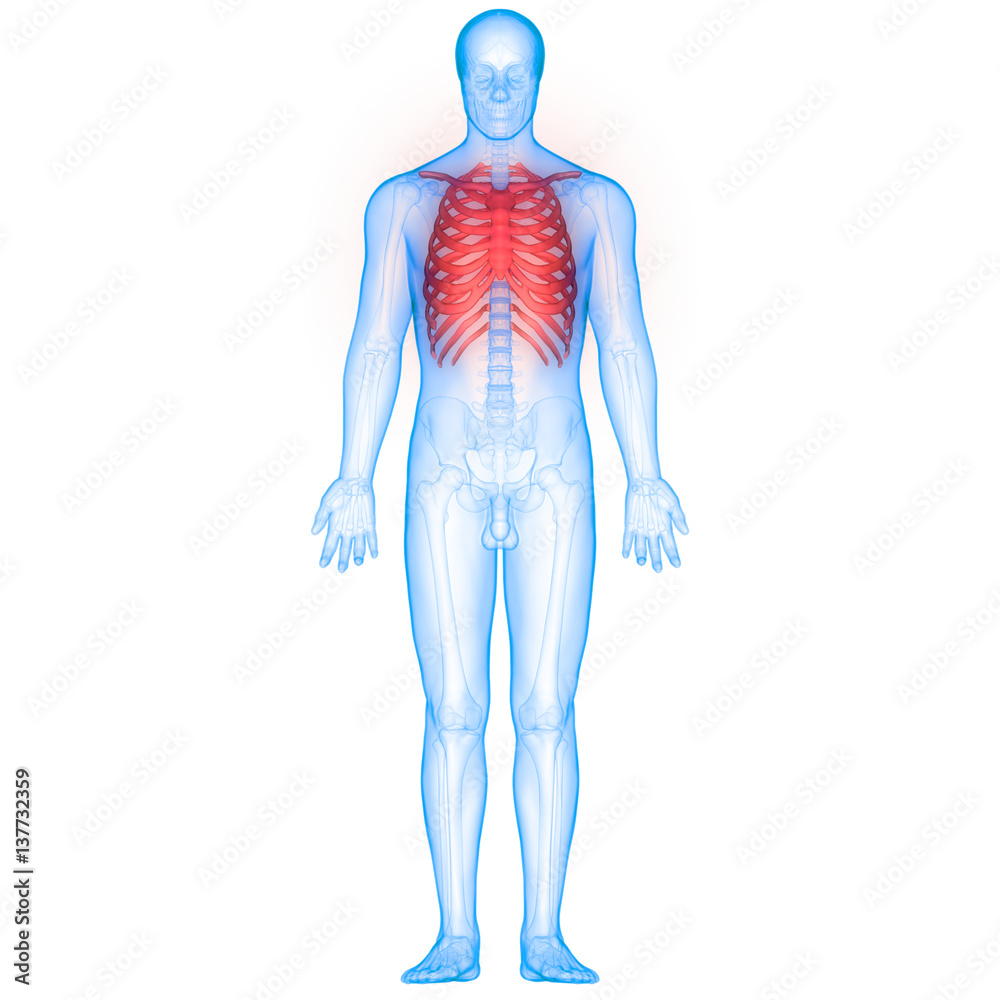 Human Body Bone Joint Pains Anatomy (Ribs) Stock Illustration Adobe Stock