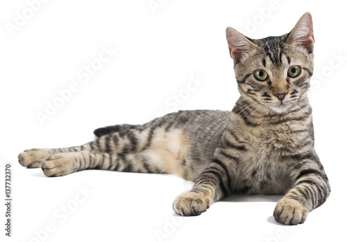attentive cat lying down on a white background