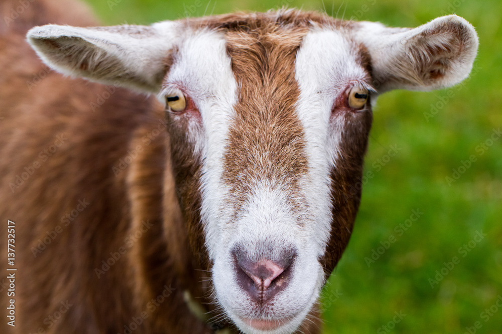 Close-up of goat over green background in Ireland Close-up of goat over green background in Ireland